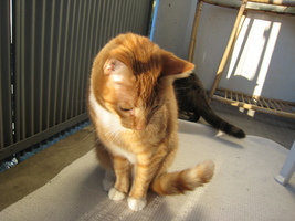 Solar! :D
